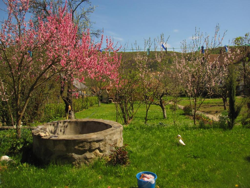 Pensiunea Sighişoara Esterno foto